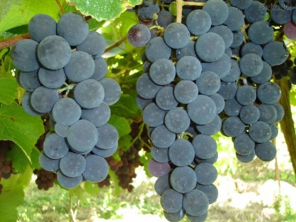 Close-up de cachos de uvas Concord escuras e maduras em um vinhedo, com folhas verdes ao redor. Frutas ideais para fazer geleia caseira com sabor intenso.